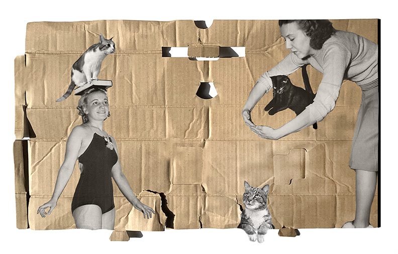 Cats-a-Lot